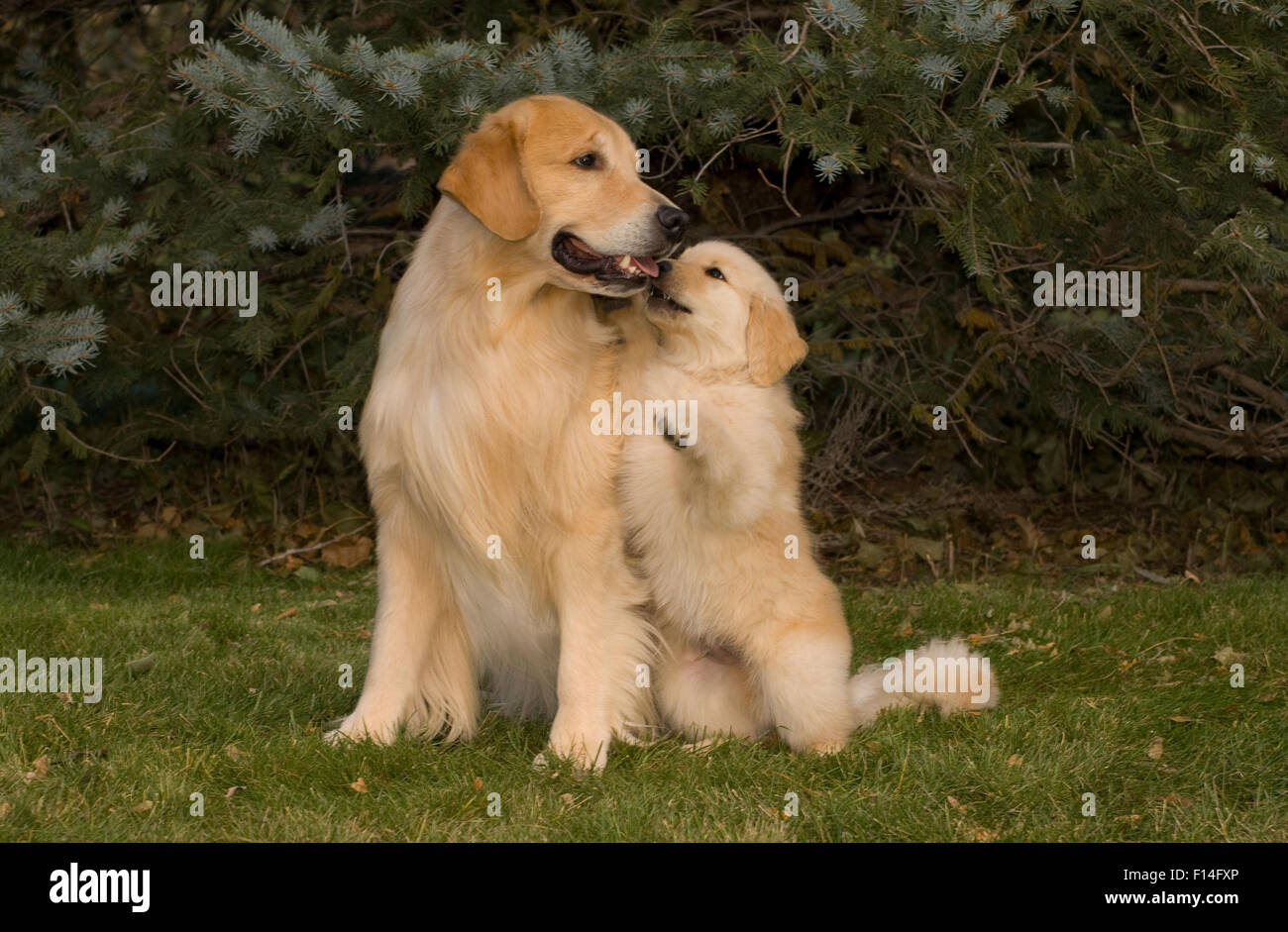 GOLDEN RETRIEVER PUPPY STANDING WITH PAW ON ADULT DOG’S BACK Stock Photo