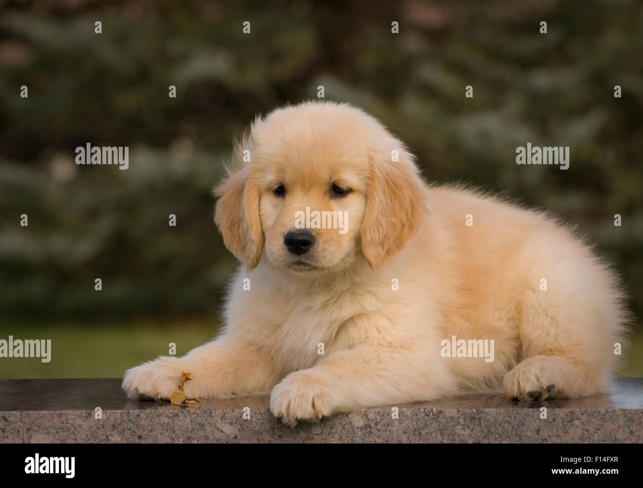 Retriever Half Length One High Resolution Stock Photography And Images Alamy