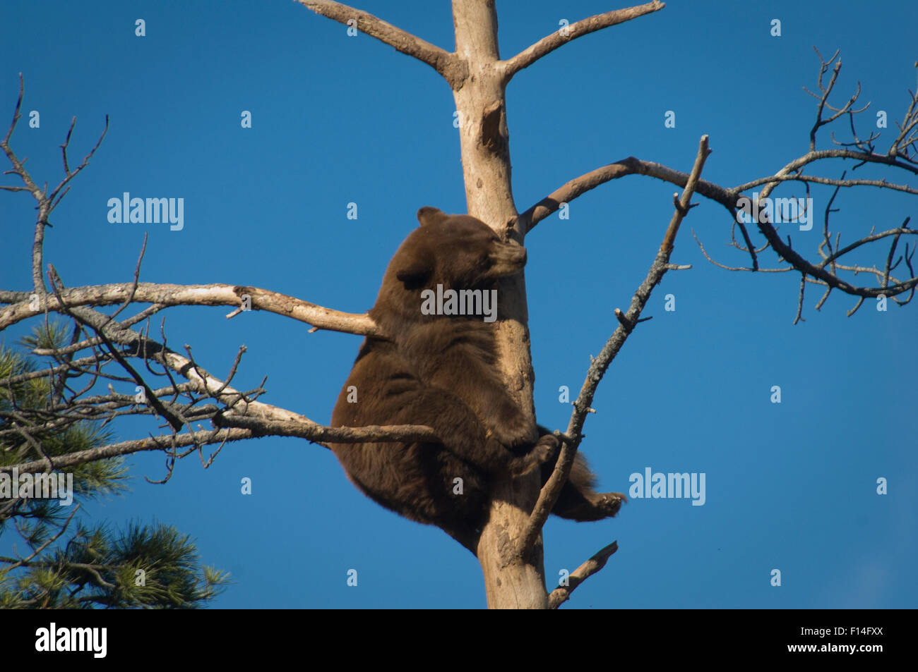 BLACK BEAR IN TREE Stock Photo