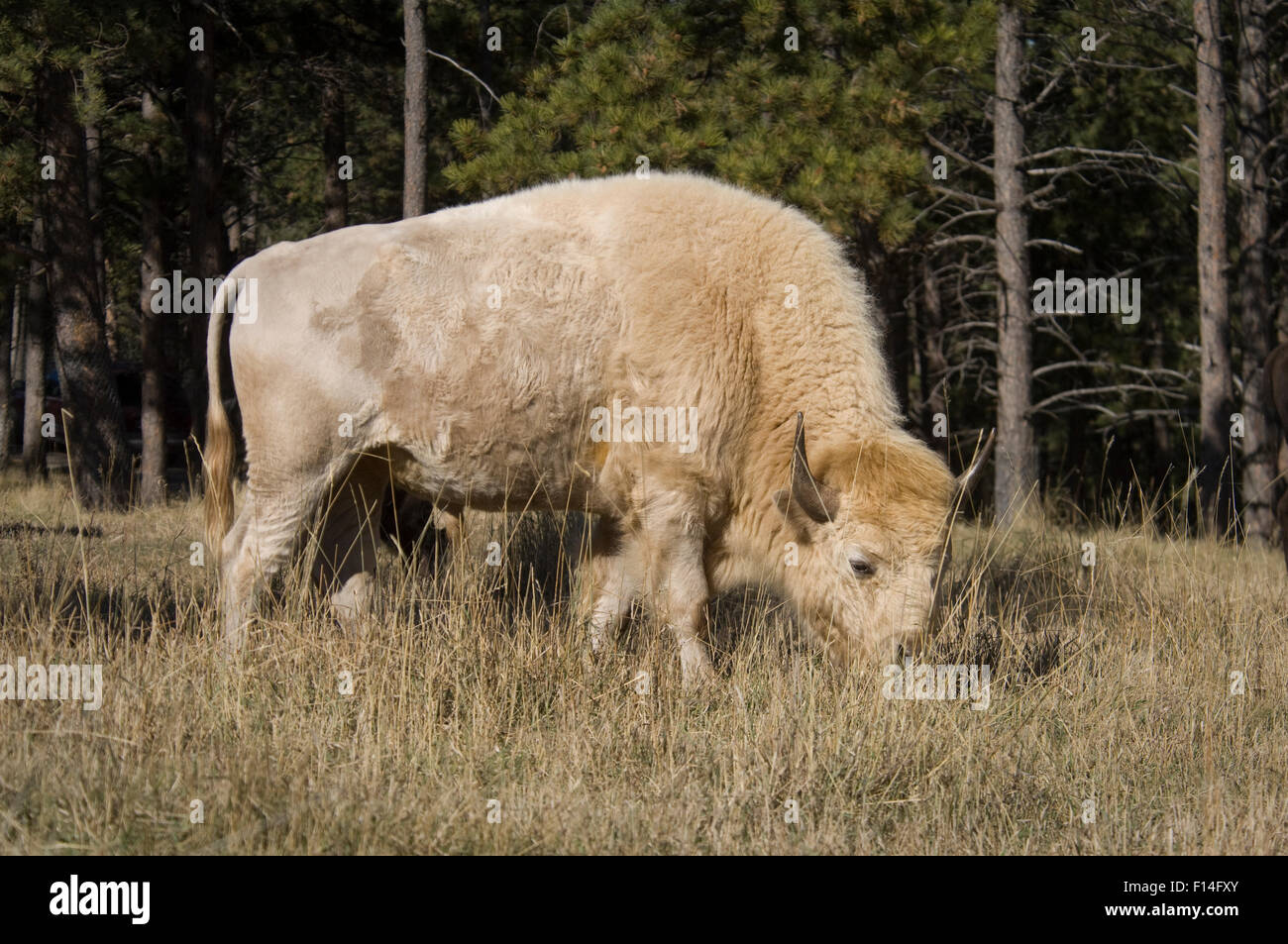 WHITE BISON SYMBOL OF HOPE AND RENEWAL TO MANY NATIVE AMERICAN TRIBES Stock Photo
