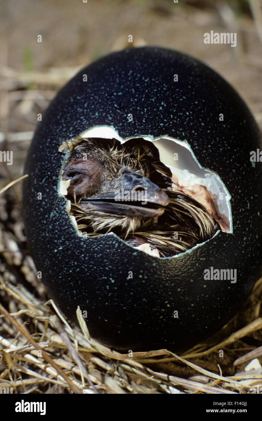 Emu nest hires stock photography and images Alamy