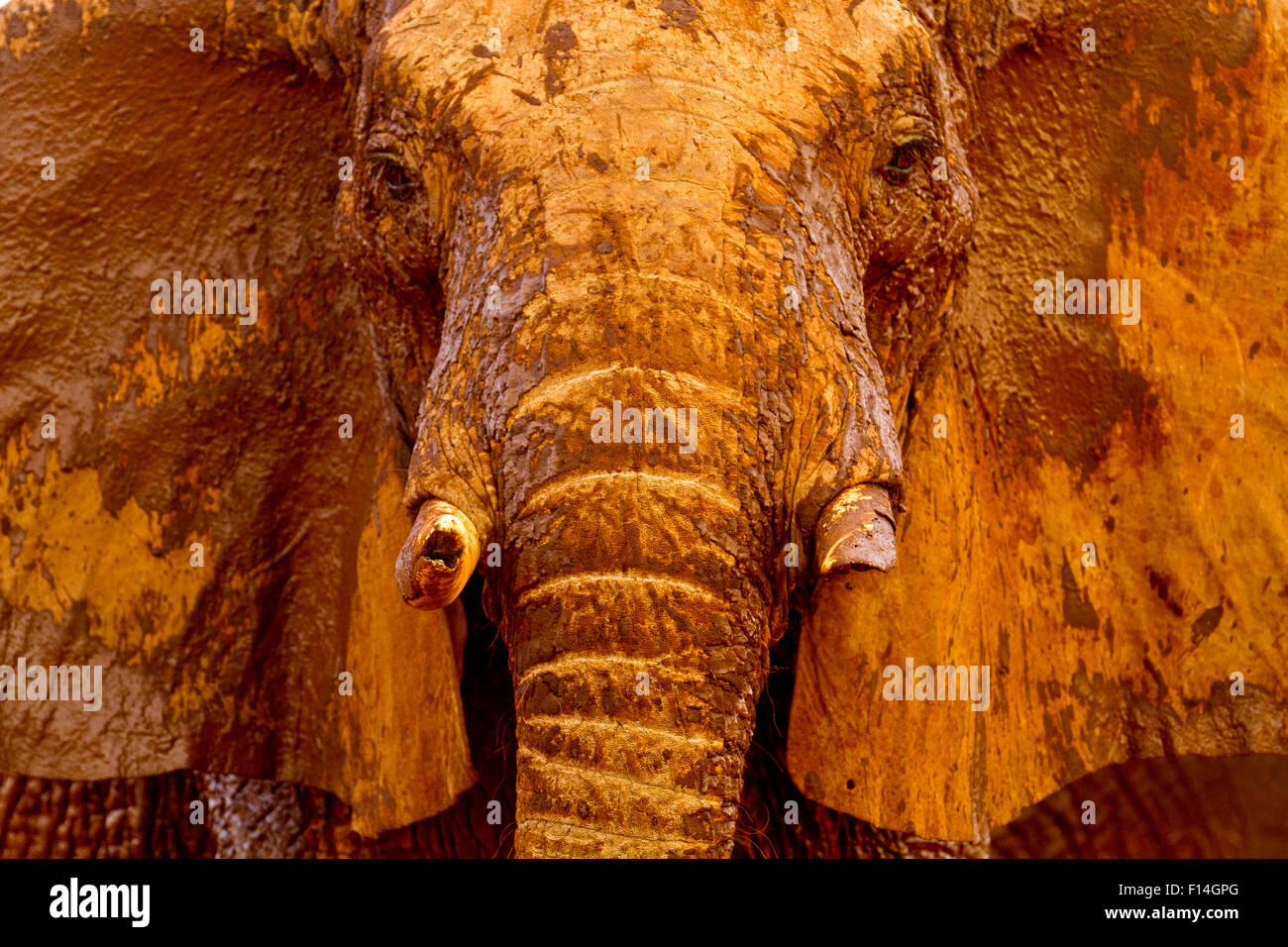 African elephant (Loxodonta africana) male covered with mud at a water hole, Tsavo East National Park, Kenya. August. Stock Photo