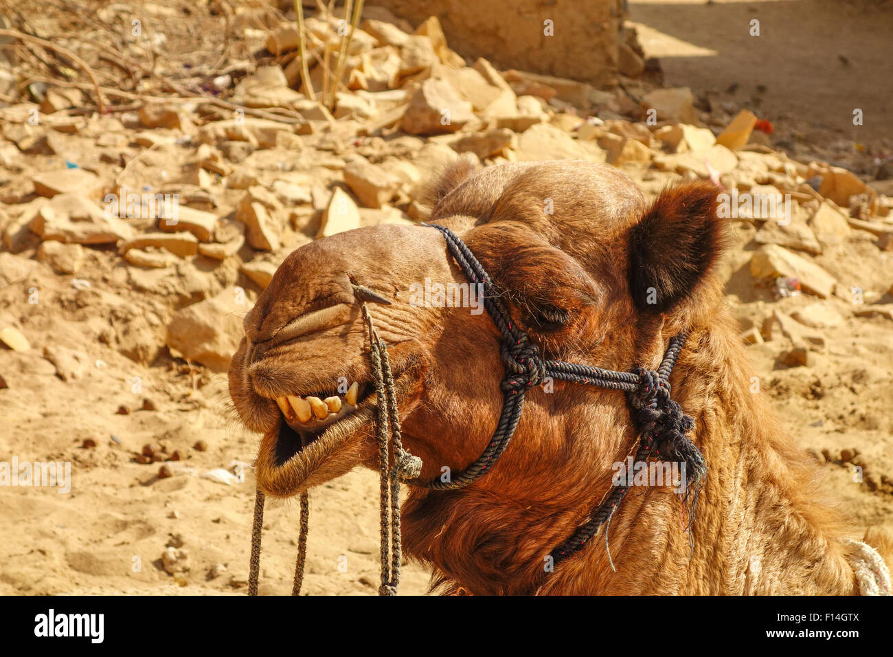 Closeup portrait of a cool funny camel showing his teeth, smirking. Stock Photo