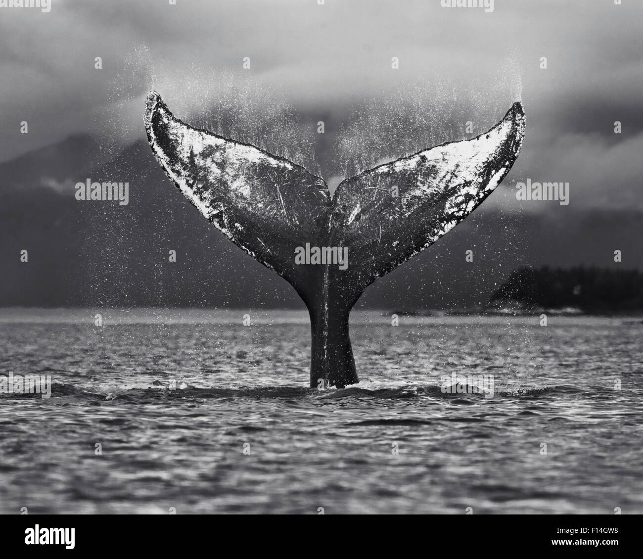 White humpback whale hi-res stock photography and images - Alamy