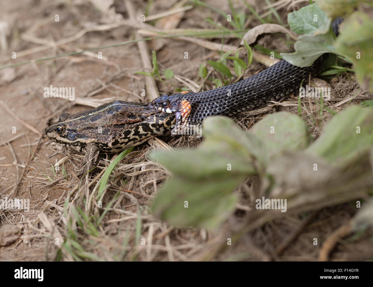 Grass snake eating frog Stock Photo Alamy