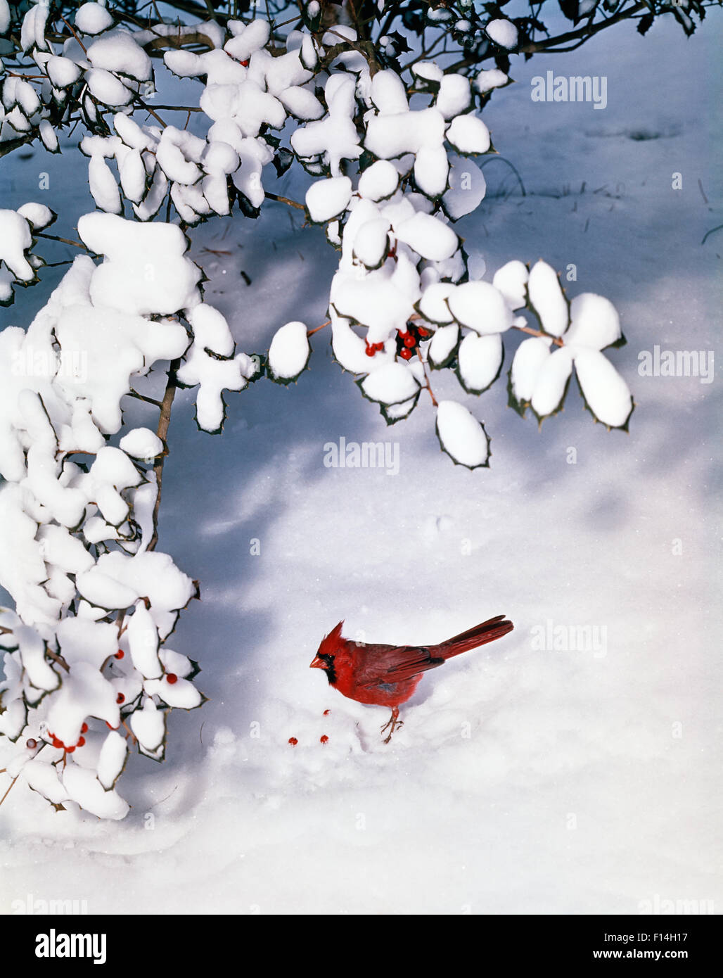 MALE CARDINAL Cardinalidae passeri BY SNOW COVERED HOLLY BUSH Stock Photo