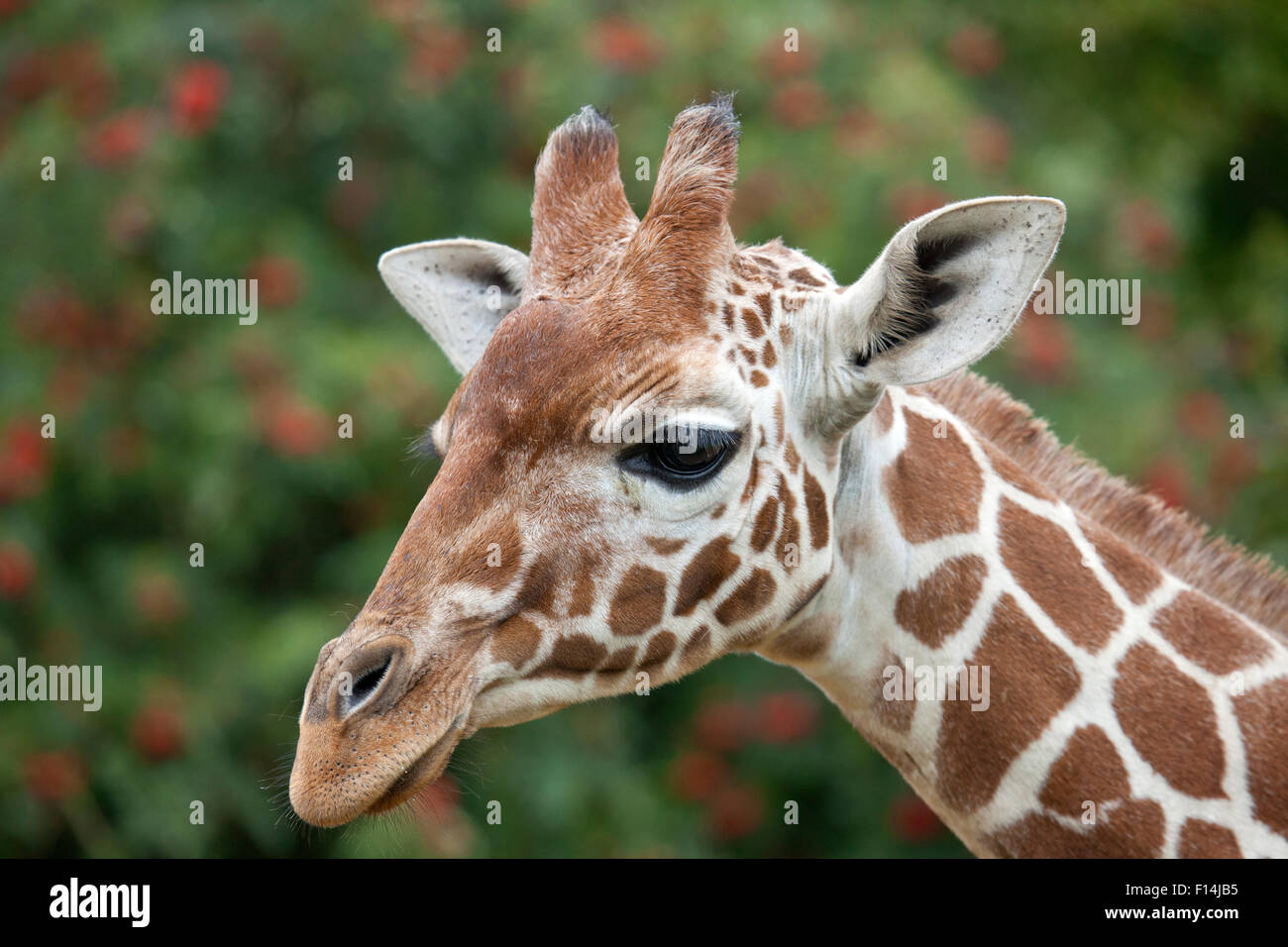 A side profile view of a young Reticulated Giraffe head Stock Photo - Alamy