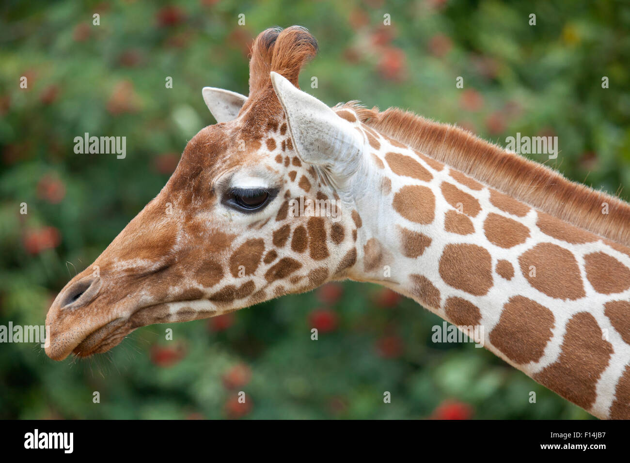 A side profile view of a young Reticulated Giraffe head Stock Photo