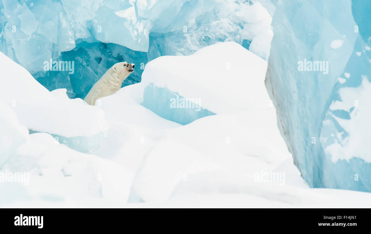 Polar bear (Ursus maritimus) in front of Von Post Glacier, Spitsbergen, Svalbard, Norway, March. Stock Photo