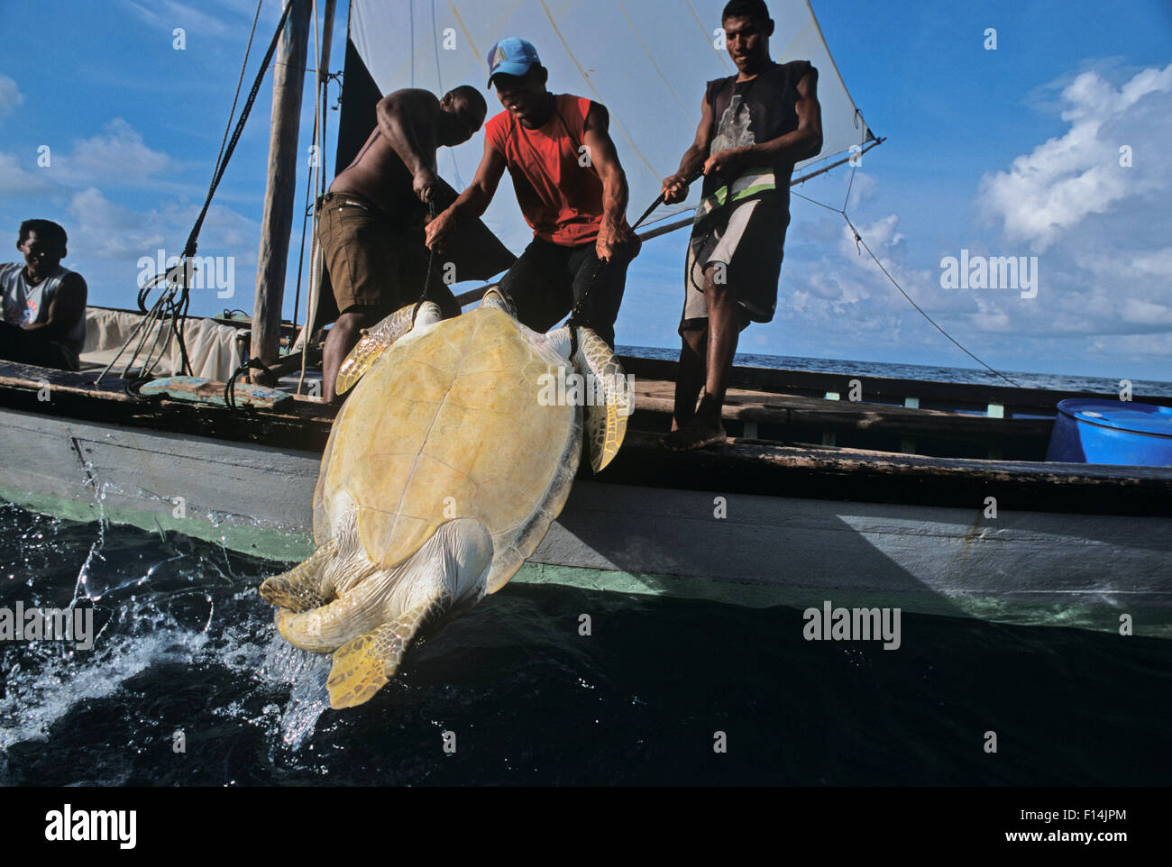 Miskito Indian fishermen hauling in endangered Green turtle (Chelonia mydas) catch, Puerto Cabezas, Nicaragua, Caribbean Sea. Stock Photo