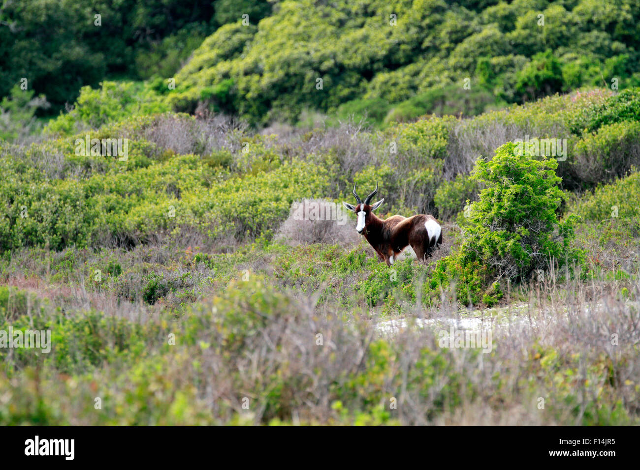 Bontebok (Damaliscus pygargus pygarus) in the Cape Point Nature reserve