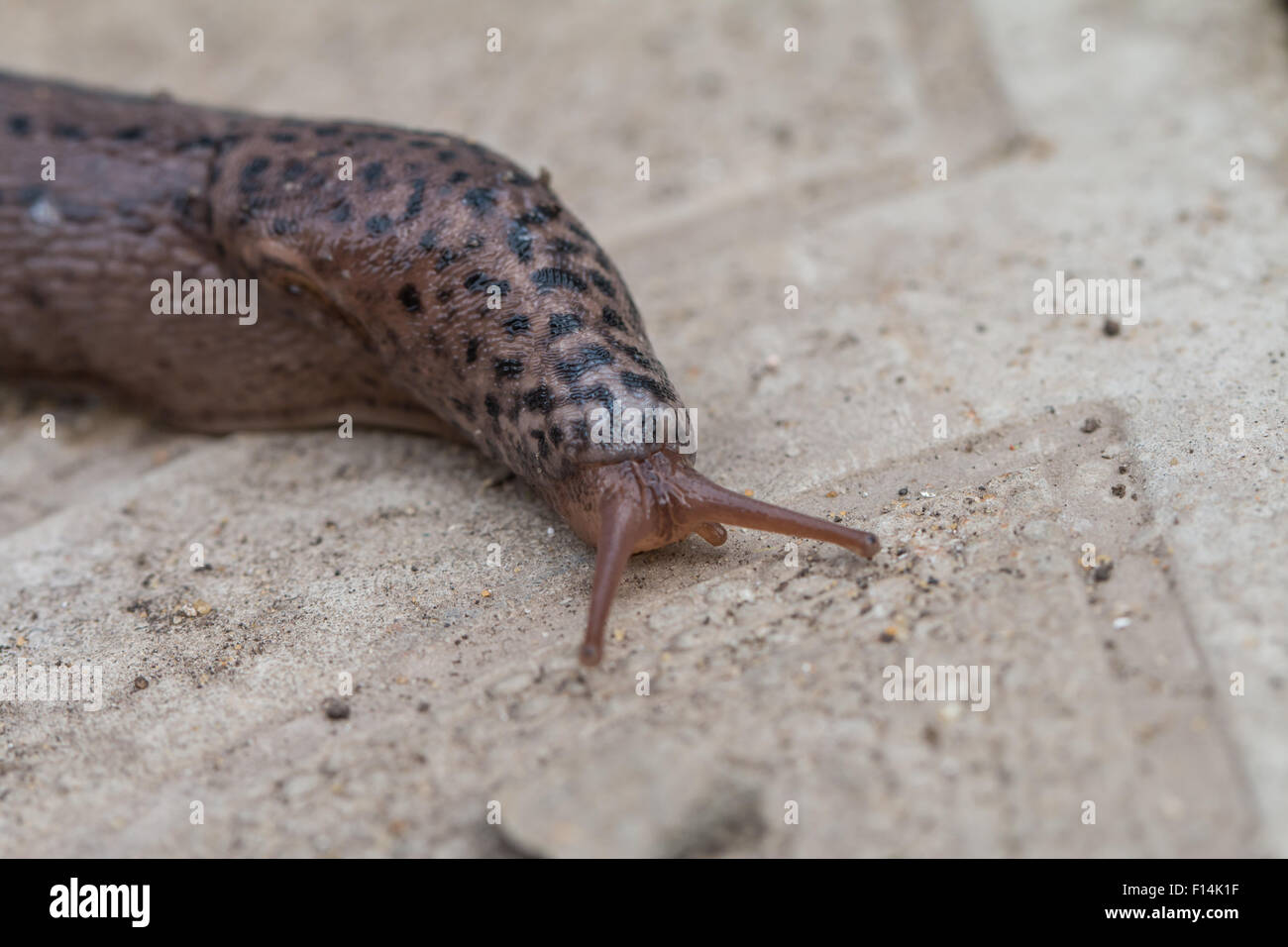 Grey leopard hi res stock photography and images Alamy