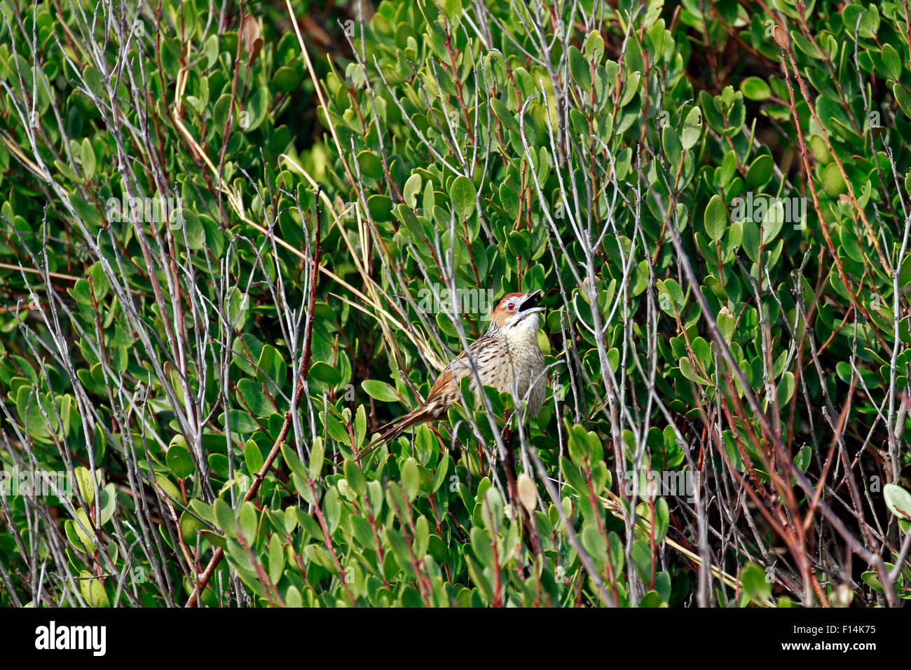 A chirping Cape grassbird or Cape grass warbler (Sphenoeacus afer) in the Cape Point Nature