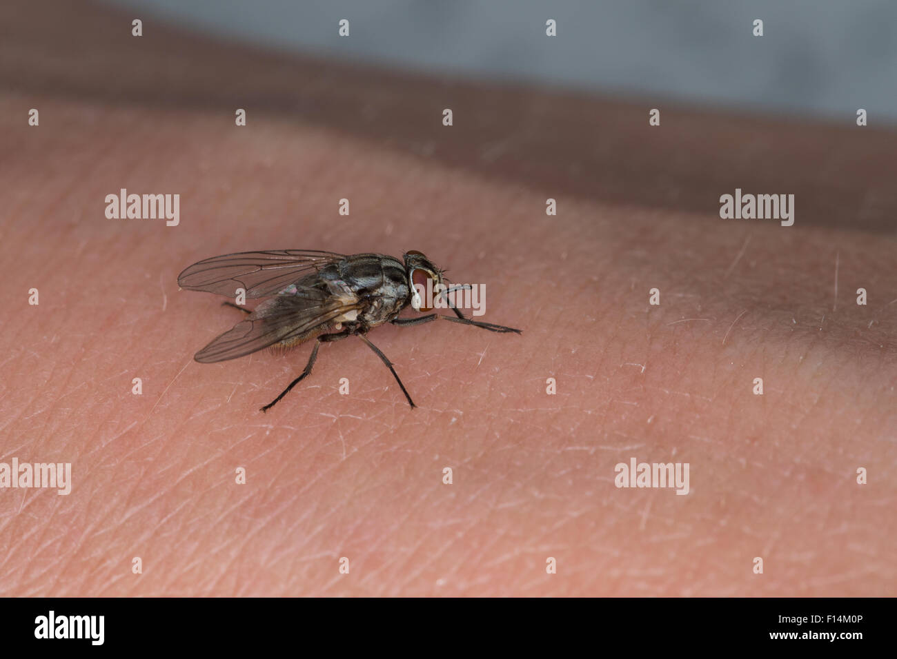 Stable fly, barn fly, biting house fly, dog fly, female, Wadenstecher,  Wadenbeißer, Stechfliege, Weibchen, Stomoxys calcitrans Stock Photo - Alamy