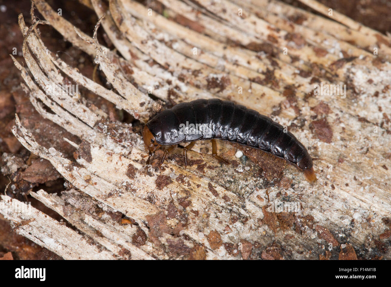 Four-spotted burying beetle, larva, grub, Vierpunktiger Aaskäfer, Larve, Vierpunkt-Aaskäfer, Dendroxena quadrimaculata Stock Photo