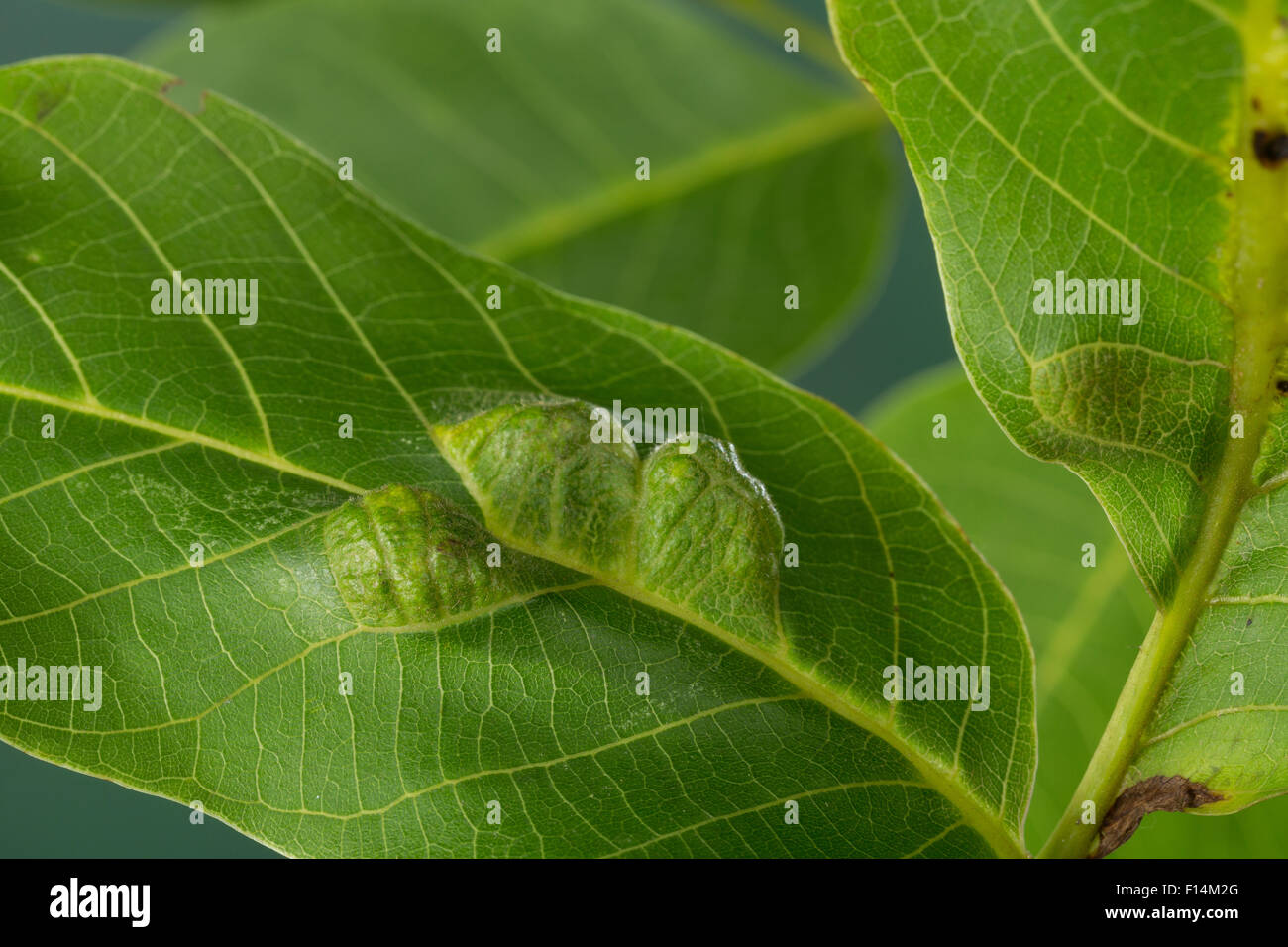 Walnut Erineum Mite, Walnut Leaf Gall Mite, walnut blister mite, Walnuss-Gallmilbe, Walnuß, Filzgallmilbe, Eriophyes erineus Stock Photo