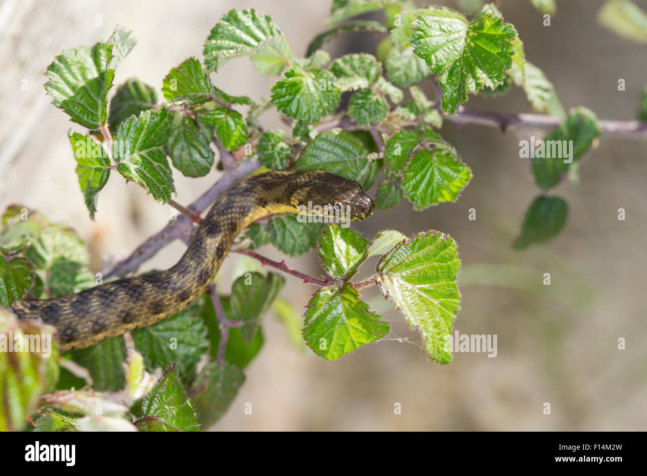 Viperine Snake, viperine water snake, viperine grass snake, Vipernnatter, Vipern-Natter, Natrix maura, Couleuvre vipérine Stock Photo