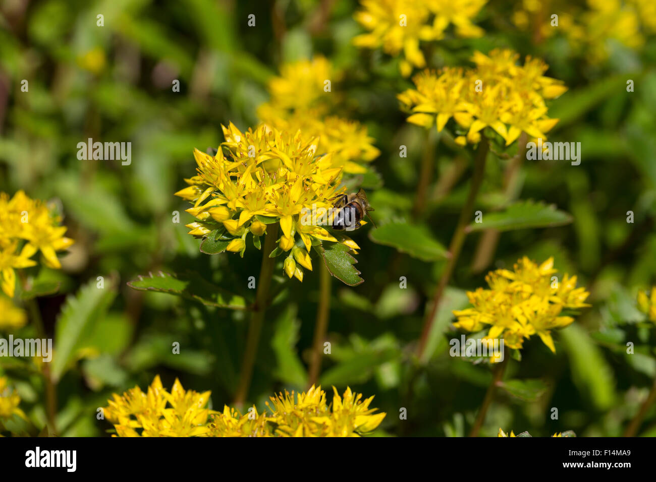 Rock Stonecrop, Felsen-Fetthenne, Tripmadam, Fetthenne, Felsenfetthenne, Felsen-Mauerpfeffer, Sedum rupestre, Sedum reflexum Stock Photo