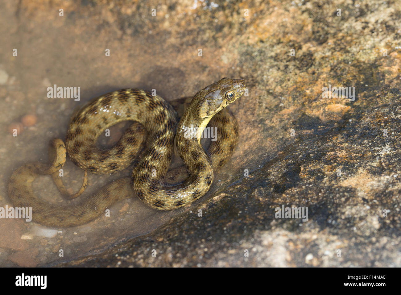 Viperine Snake, viperine water snake, viperine grass snake, Vipernnatter, Vipern-Natter, Natrix maura, Couleuvre vipérine Stock Photo