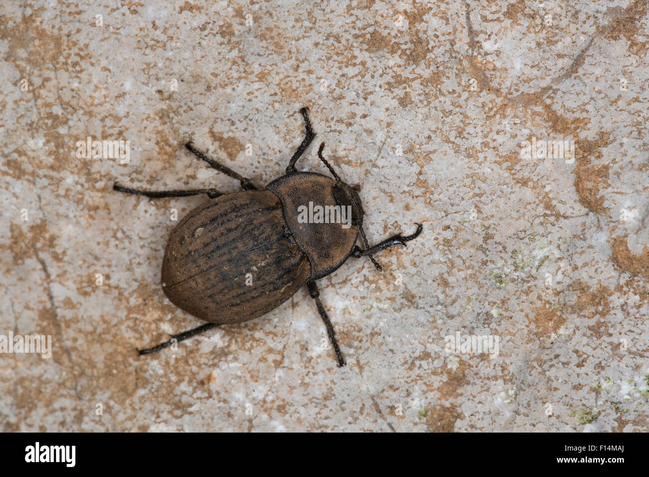 darkling beetle, Staubkäfer, Asida spec., Schwarzkäfer, Tenebrionidae, darkling beetles, Süd-Frankreich Stock Photo