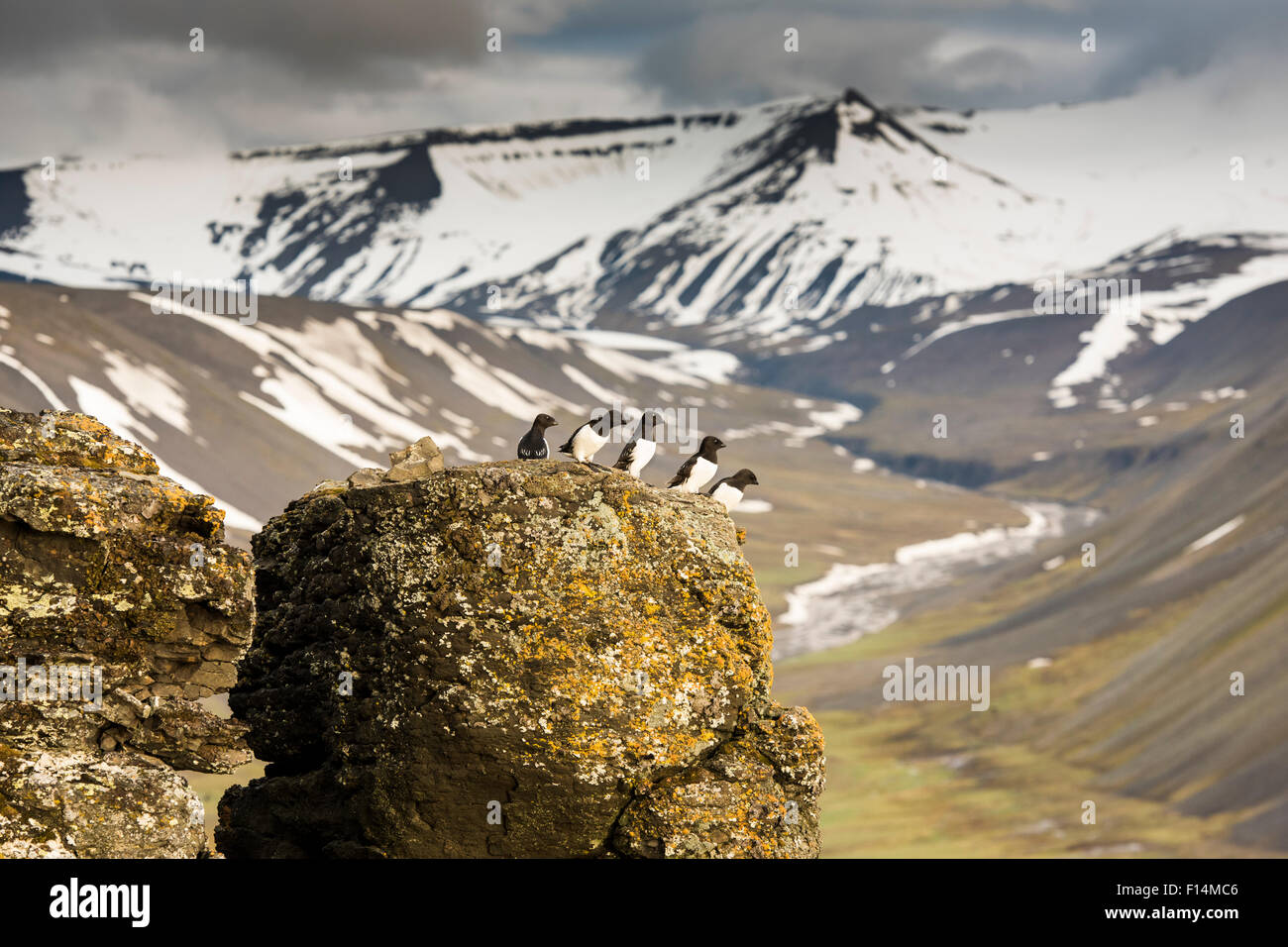 Little Auk (Alle alle) group on rocks near breeding colony, outside Longyearbyen, Svalbard, Norway, July. Stock Photo