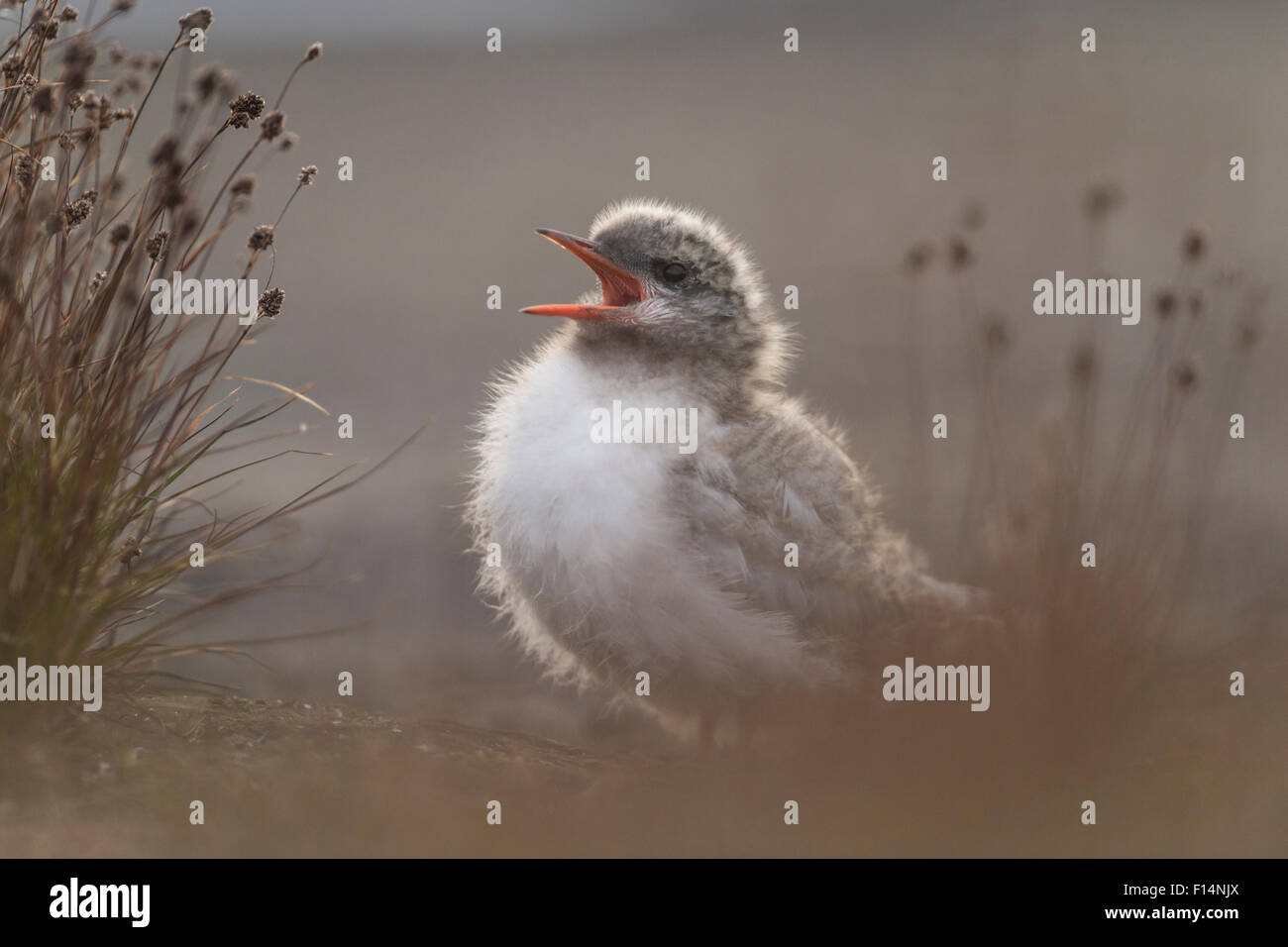 Arctic tern (Sterna paradisaea) juvenile calling for food, Spitsbergen, Svalbard, Norway, August. Stock Photo