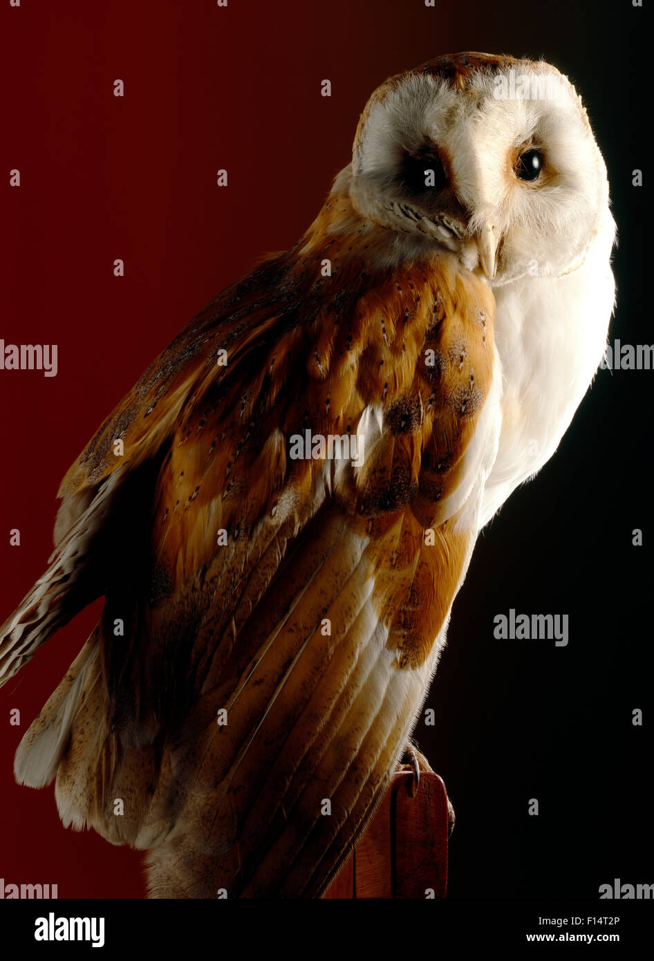 real stuffed owl