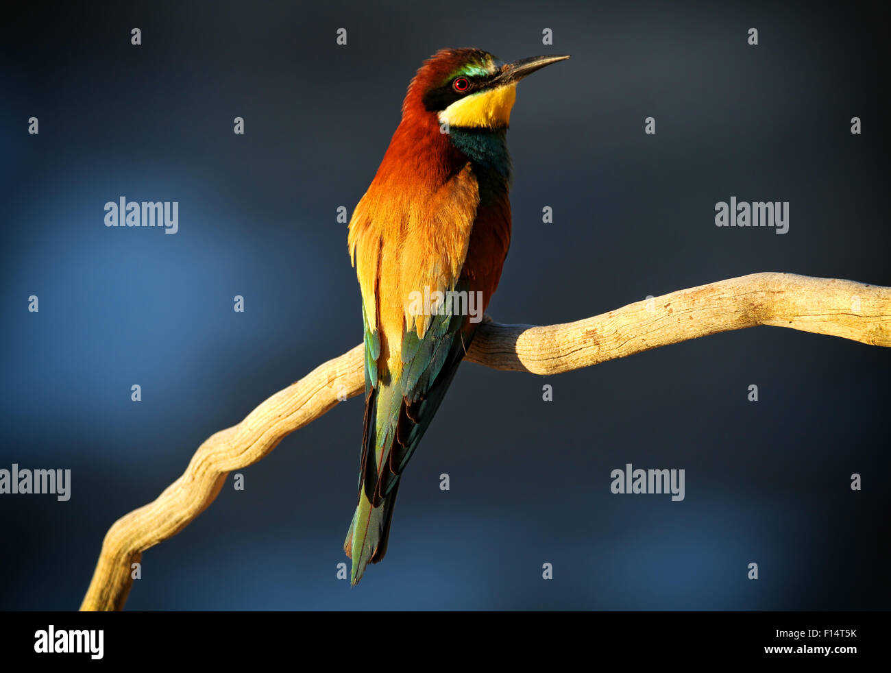 European Bee-eater (Merops apiaster) perched on a branch in early morning light Stock Photo
