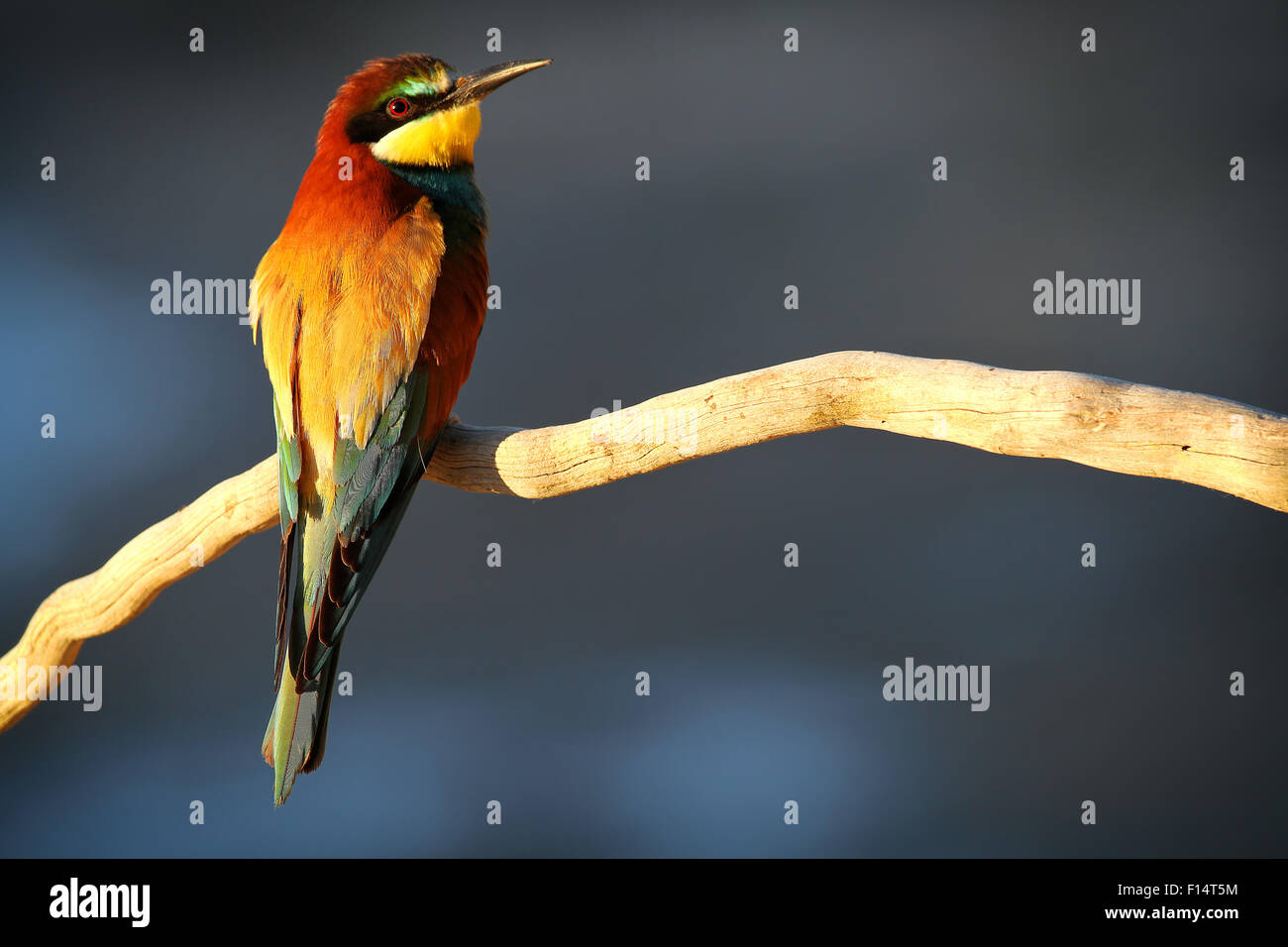European Bee-eater (Merops apiaster) perched on a branch in early morning light Stock Photo