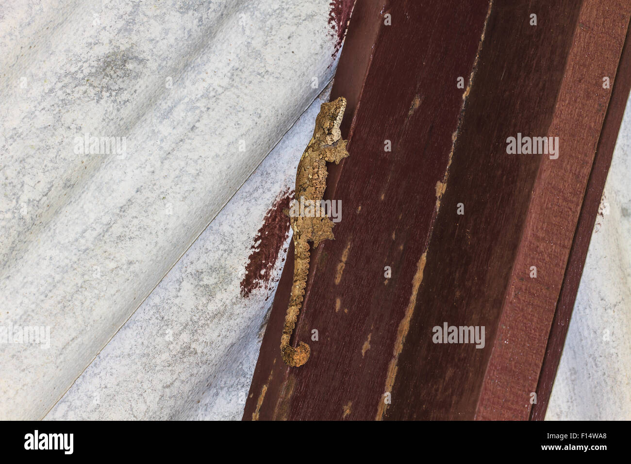 gecko on the wall, Smooth-backed Gliding Gecko or Ptychozoon lionotum Stock Photo