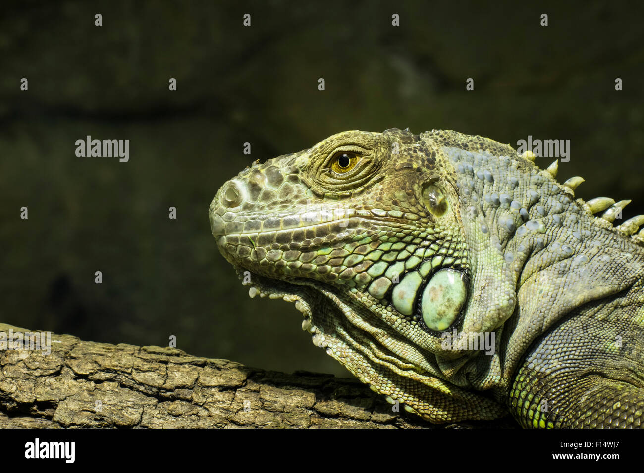 Closeup of a bearded dragon, Pogona vitticeps, member of the agamid lizards. Stock Photo