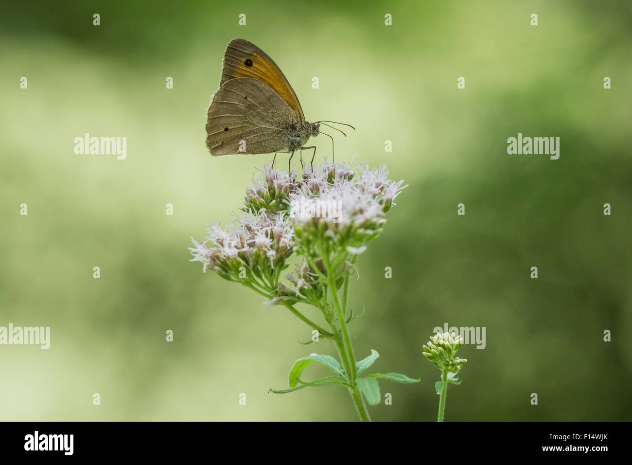 Brown meadow butterfly closeup feeding on a flower Stock Photo