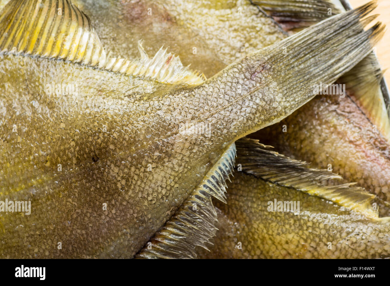 Flatfish hires stock photography and images Alamy