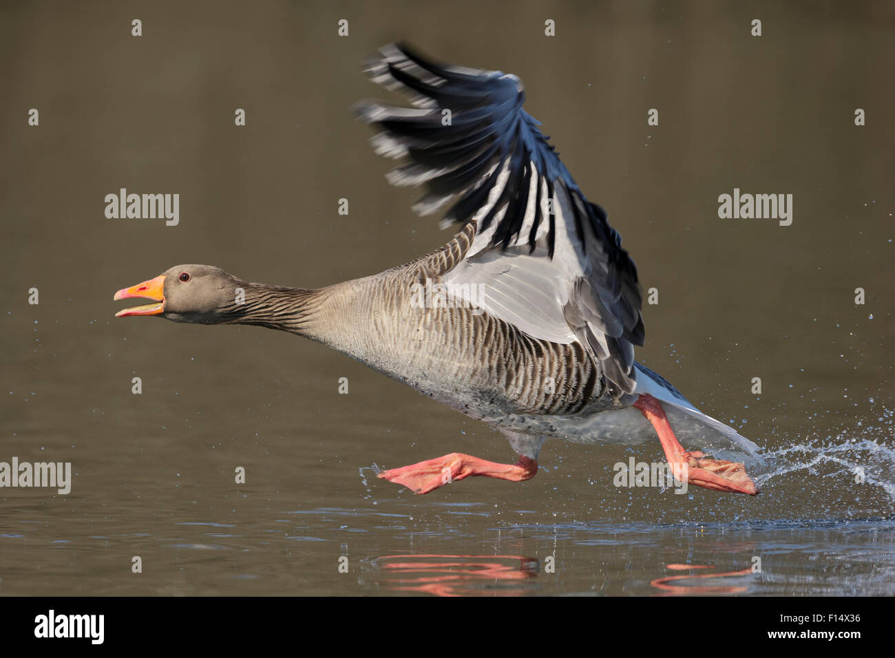 Greylag goose (Anser anser) taking flight from lake. Southern Norway. March. Stock Photo
