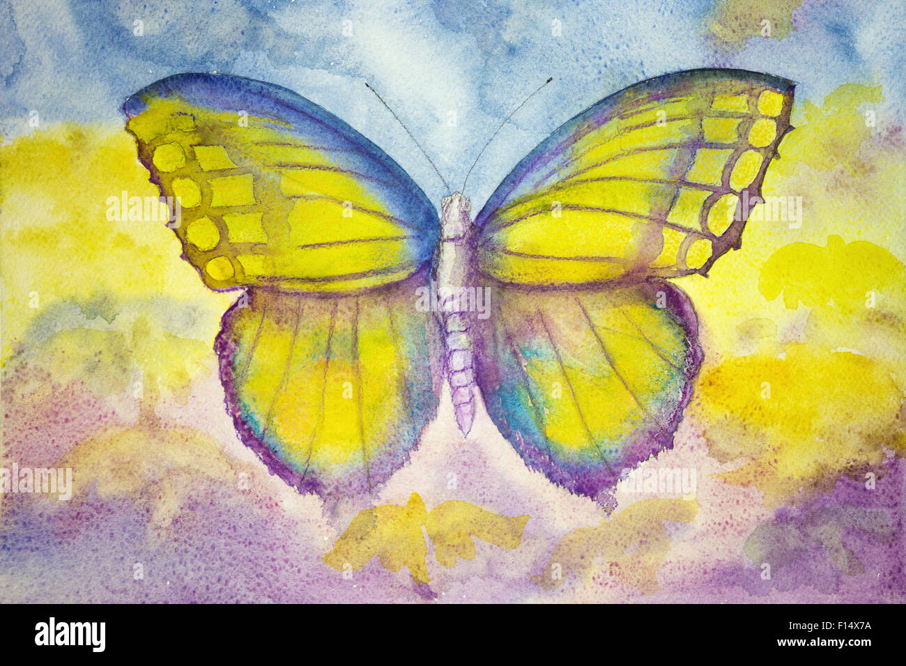 Yellow and blue butterfly Stock Photo Alamy