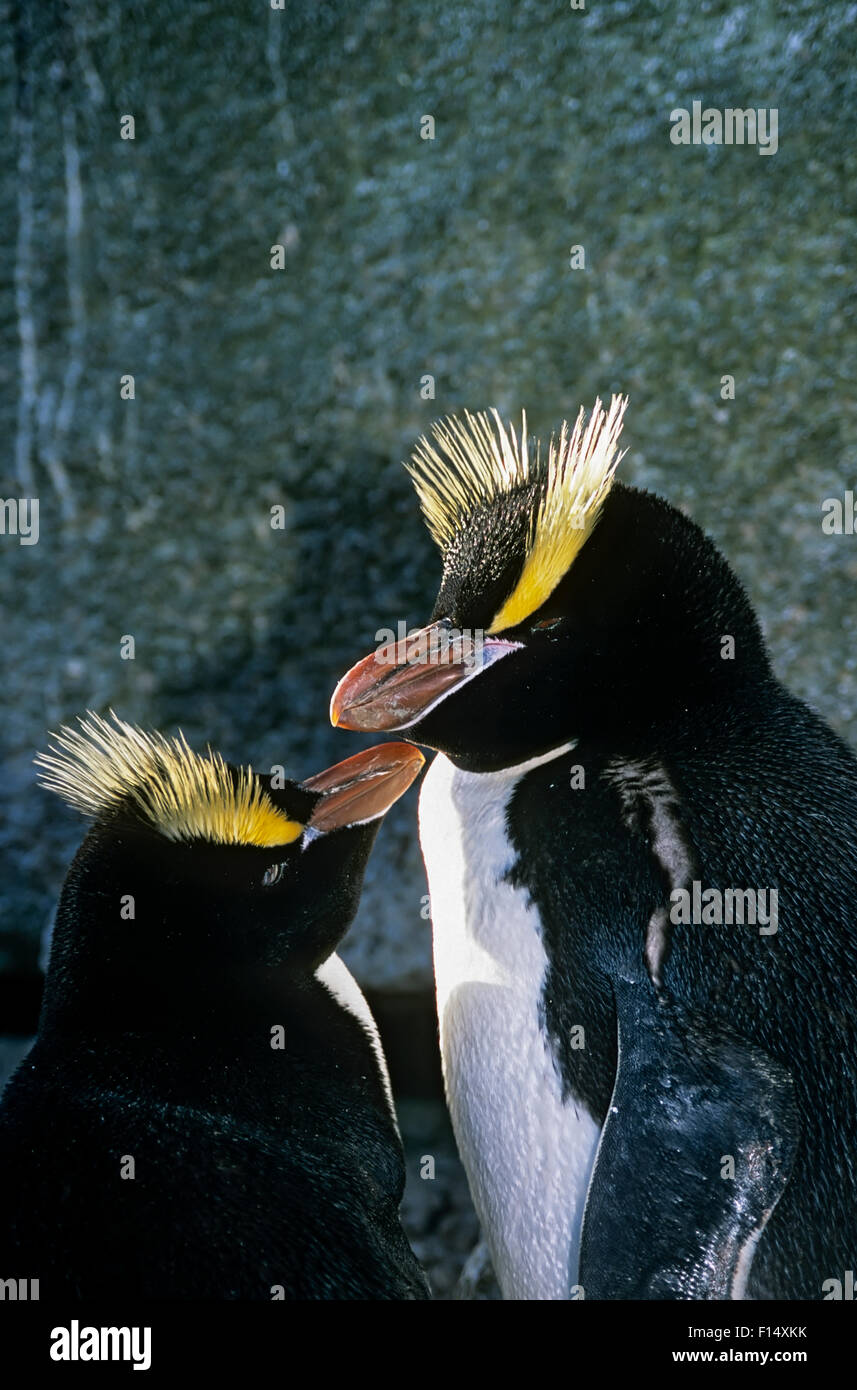Erect-crested penguin (Eudyptes sclateri) pair, Proclamation Island