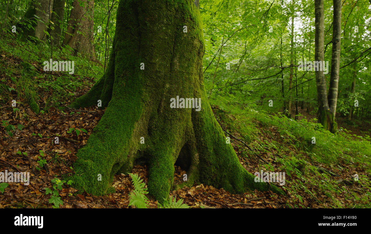 Moss growing on tree trunk over undergrowth in lush remote forest Stock Photo