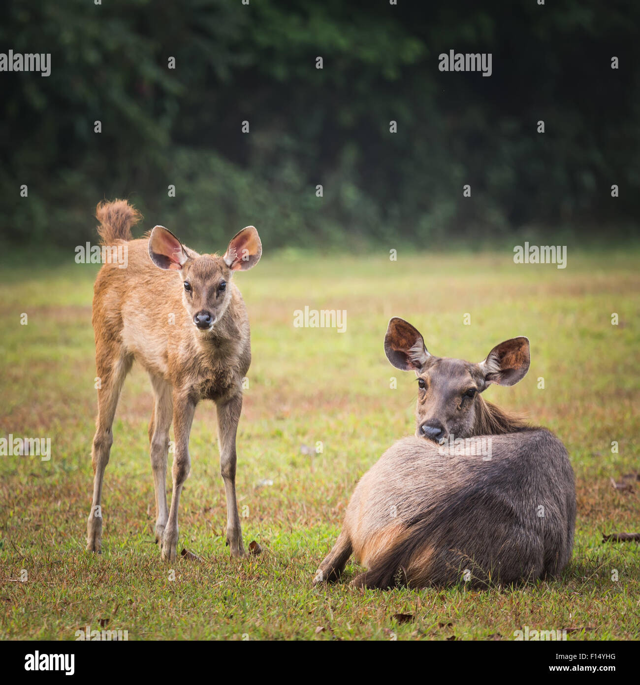 Baby sambar deer hi-res stock photography and images - Alamy