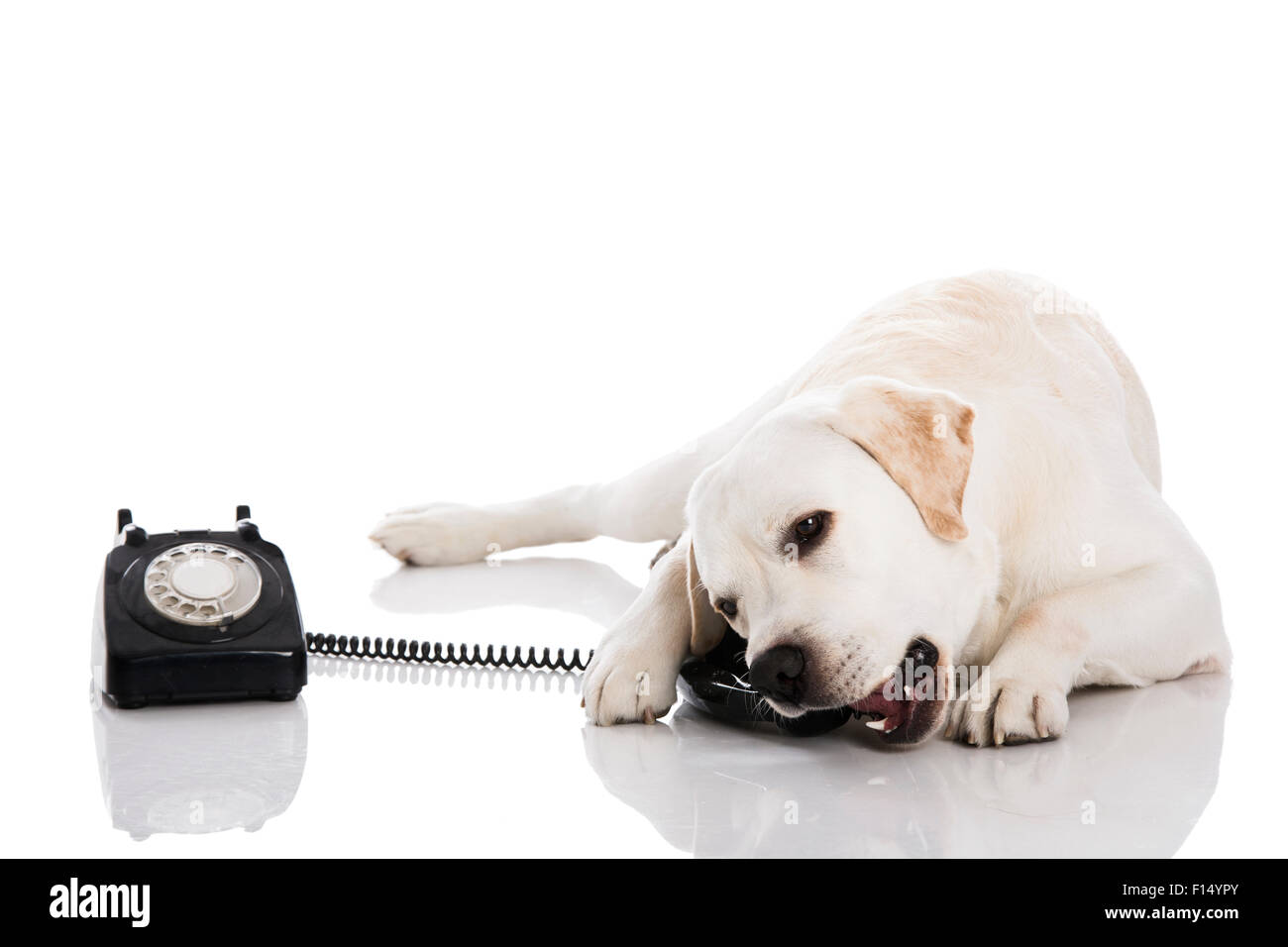 Beautiful labrador dog talking using a phone Stock Photo