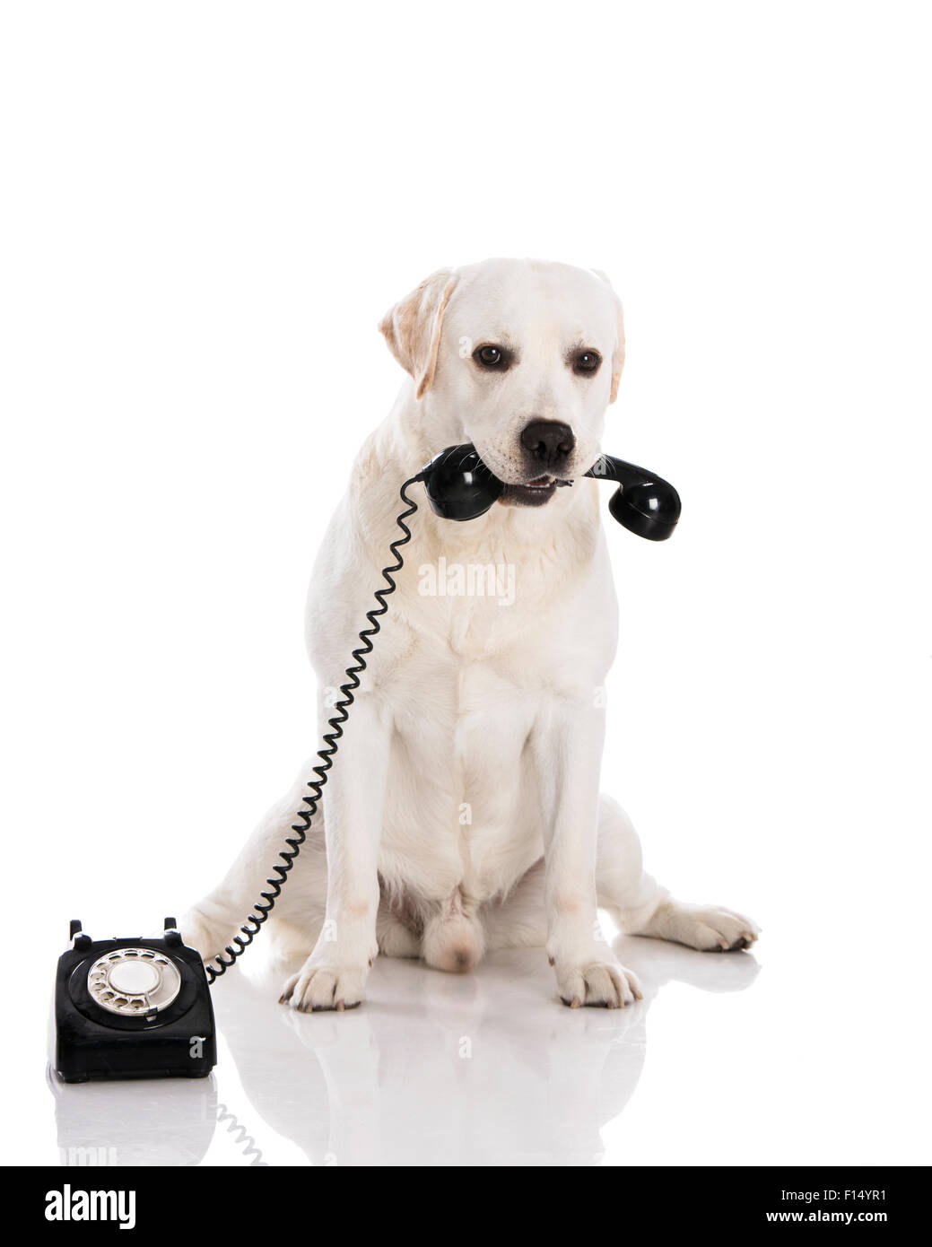 Beautiful labrador dog holdiing a phone Stock Photo