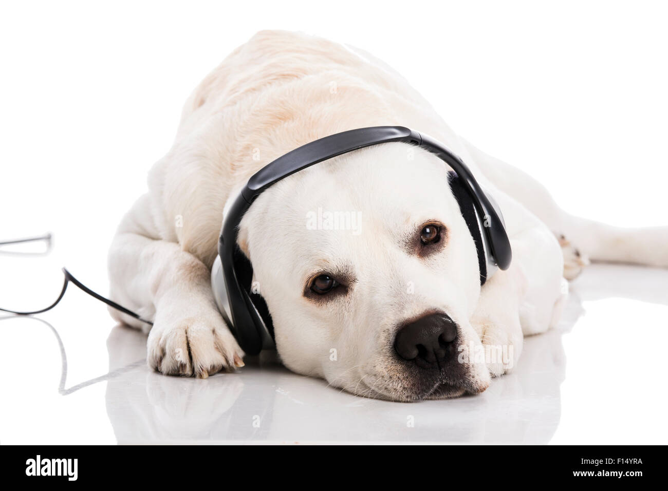 Beautiful labrador dog lying and listen music Stock Photo Alamy