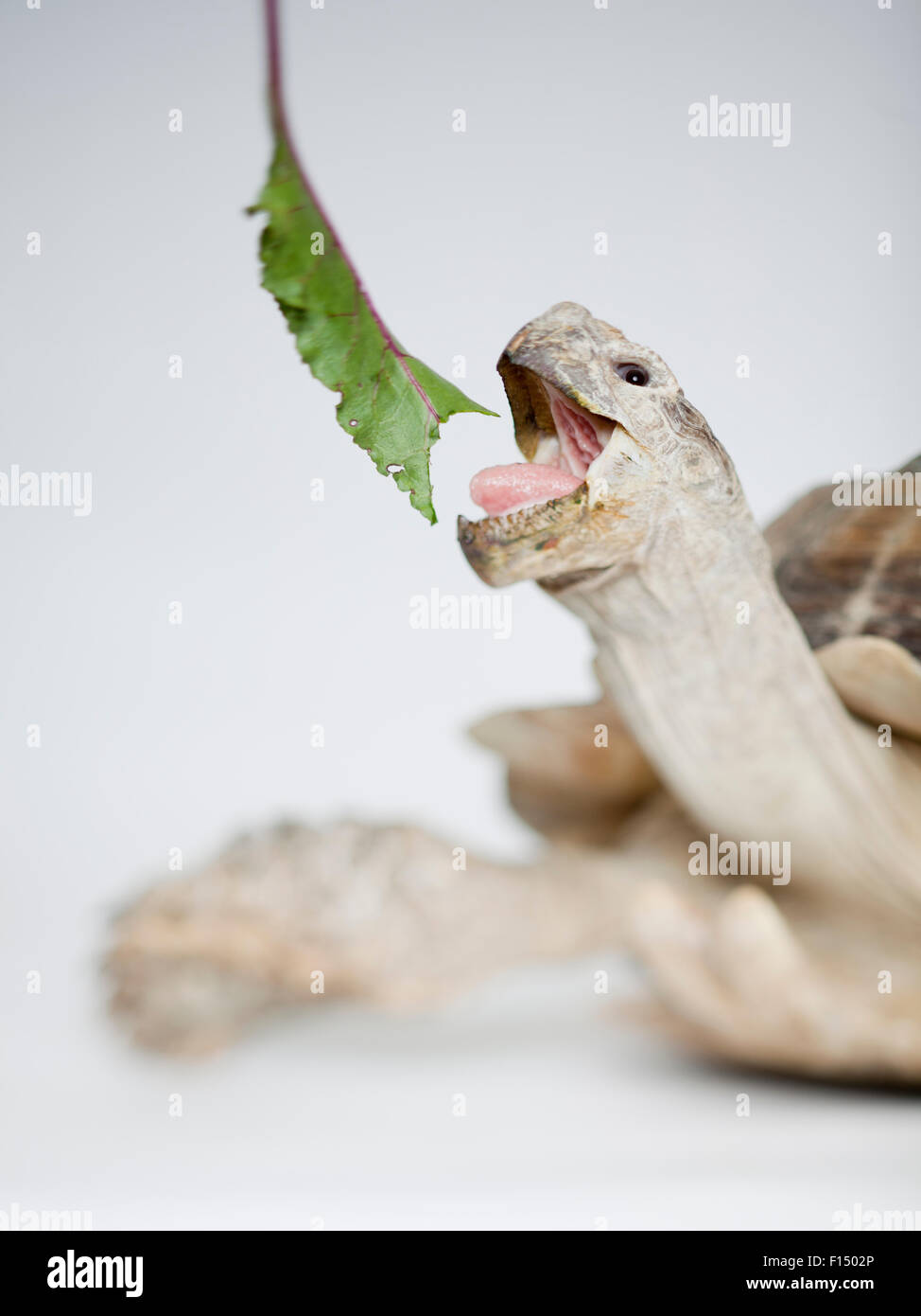 Close up of Russian Tortoise eating leaf Stock Photo