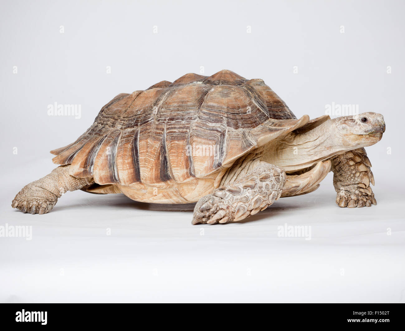 Close up of Russian Tortoise Stock Photo