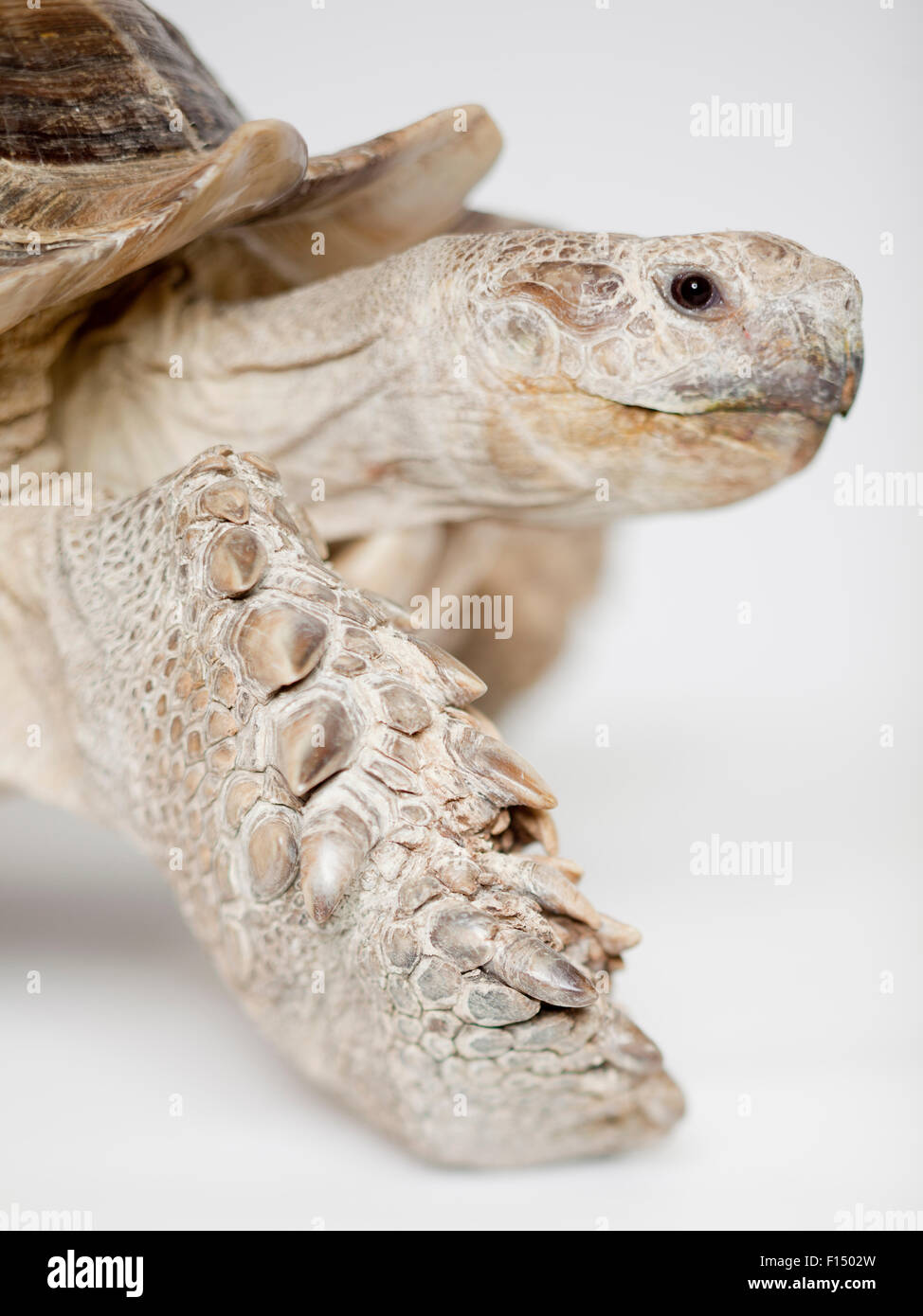 Close up of Russian Tortoise Stock Photo