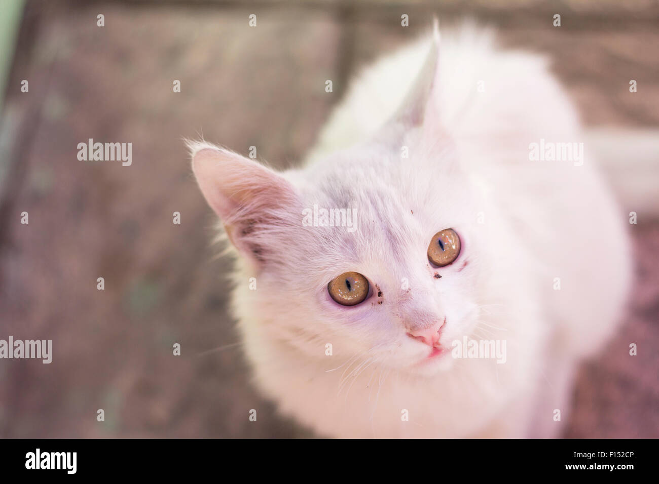 Portrait of a white cat Stock Photo - Alamy