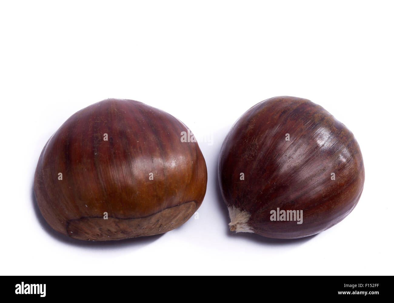 two chestnuts isolated on white background Stock Photo