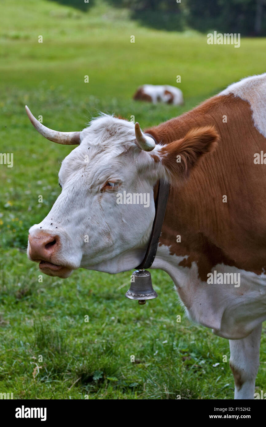 Alpine Cow with Bell, Misurina, Italy Stock Photo