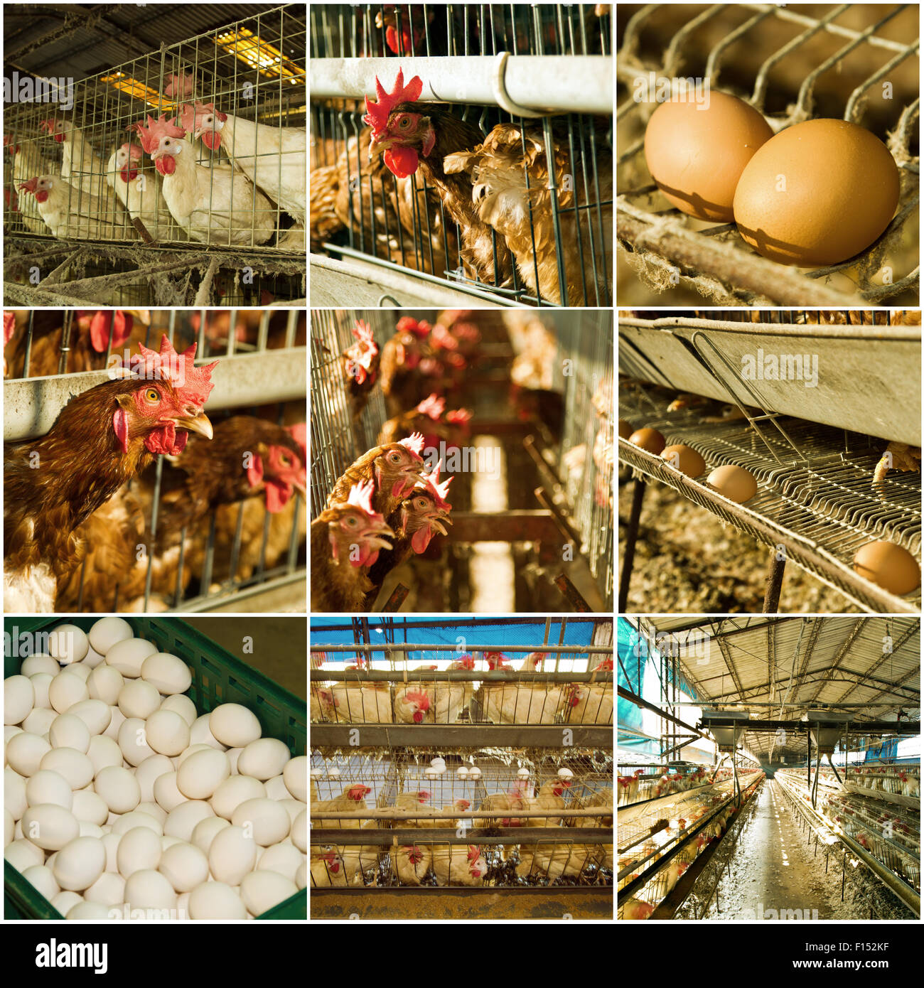 livestock images form the farm, collection of chicken farm Stock Photo Alamy