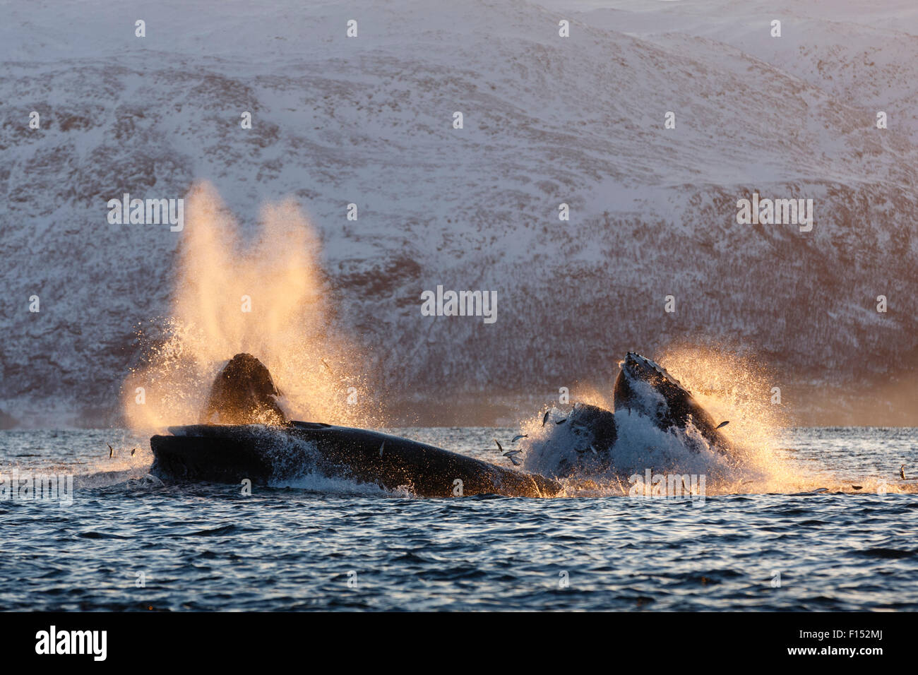 Humpback whales (Megaptera novaeangliae) feeding on Herring (Clupea harengus) Kvaloya, Troms, Northern Norway. November. Stock Photo