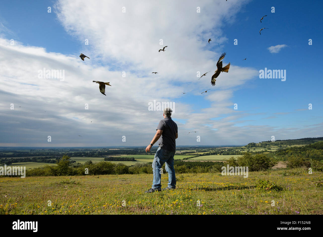 Red kites (Milvus milvus) in flight, circling over man on Watlington Hill where they are being fed, Chilterns, England, July 2014. Model released. Stock Photo